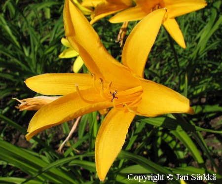 Hemerocallis middendorffii, kultapivnlilja